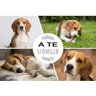 Szuperpuha birkaszőr hatású kutyás fotótakaró 150 x 100 cm 4 képpel