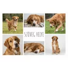 Szuperpuha birkaszőr hatású kutyás fotótakaró 150 x 120 cm 6 képpel