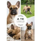 Szuperpuha birkaszőr hatású kutyás fotótakaró 150 x 200 cm 4 képpel